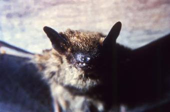 Bat,Rabies