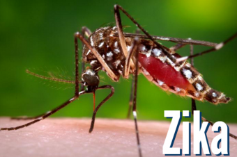 Female aedes aegypti mosquito